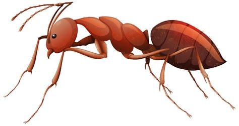 ANT