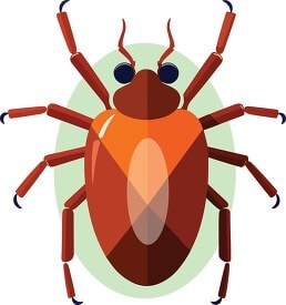 INSECT