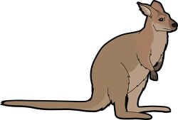QUOKKA
